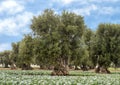 Olive trees, Savelletri Di Fasano